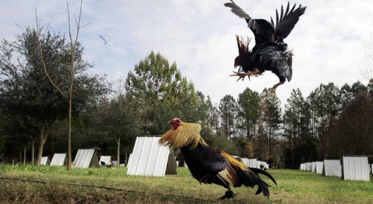 Beberapa Tips Ternak Ayam Petarung Untuk Pemula