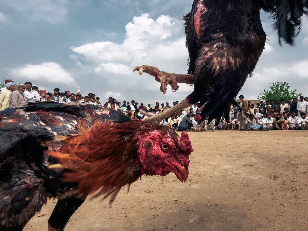 Induk Ayam Tarung S128