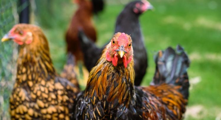 Beberapa Alasan Main Sabung Ayam Di S1288