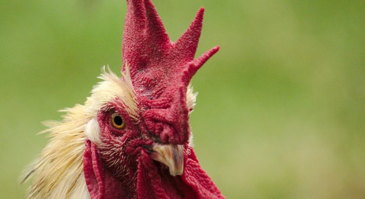 Seberapa Lama Kita Sebaiknya Bermain Sabung Ayam Online