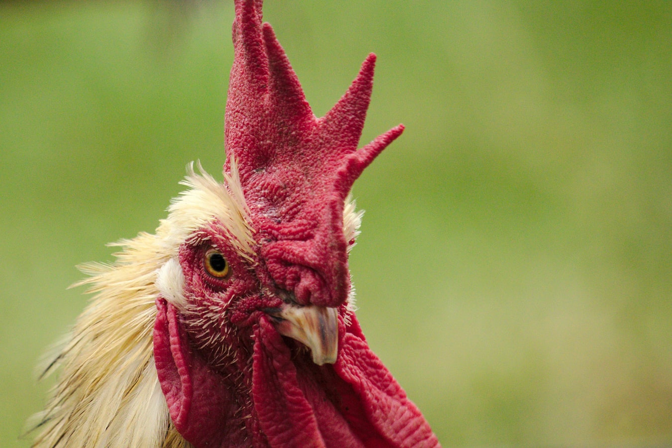 Seberapa Lama Kita Sebaiknya Bermain Sabung Ayam Online