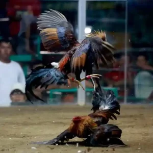 Beberapa Alasan Main Sabung Ayam di S1288