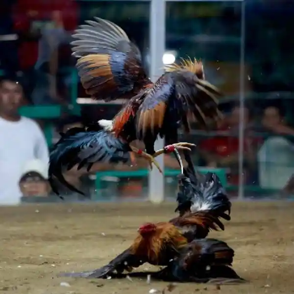 Beberapa Alasan Main Sabung Ayam di S1288