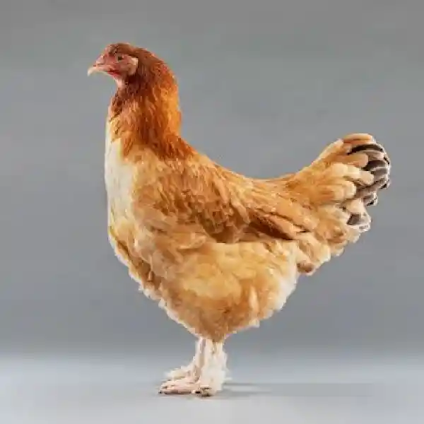 Cara Beternak Ayam Petelur di Lahan Terbatas untuk Usaha Sampingan