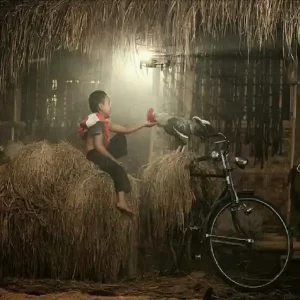 Mengapa WS168 Menjadi Pilihan Utama untuk Sabung Ayam Online