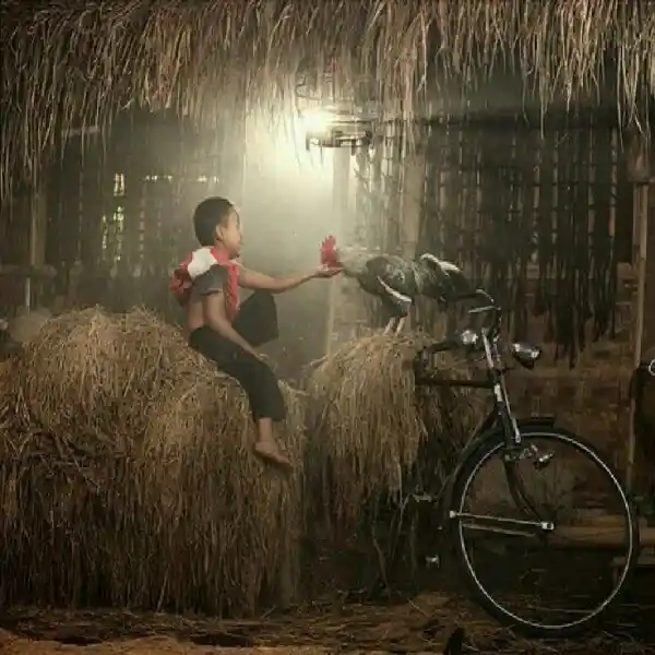 Mengapa WS168 Menjadi Pilihan Utama untuk Sabung Ayam Online