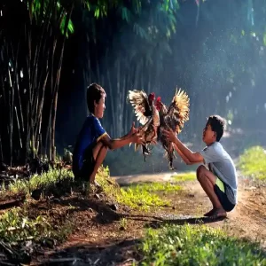 Panduan Memilih Ayam Juara untuk Taruhan di S128