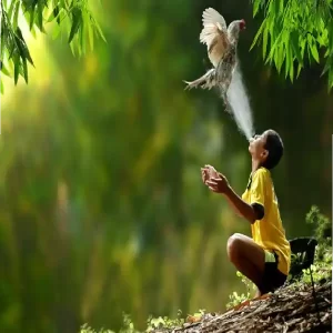 Panduan Memilih Sabung Ayam Online Terbaik: S128 vs Wala Meron