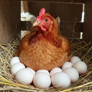 Panduan Pemeliharaan Ayam Kampung dari Anakan hingga Panen