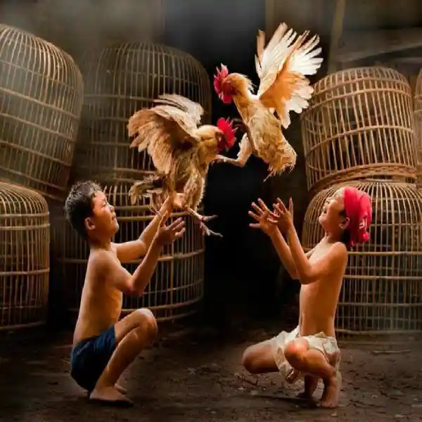 S128 Sabung Ayam: Trik Memilih Ayam Kuat untuk Kemenangan