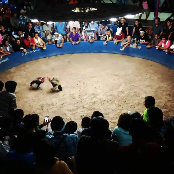 Seberapa Lama Kita Sebaiknya Bermain Sabung Ayam Online