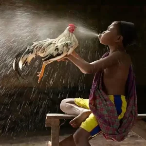 Tips Memaksimalkan Kemenangan di Sabung Ayam S128